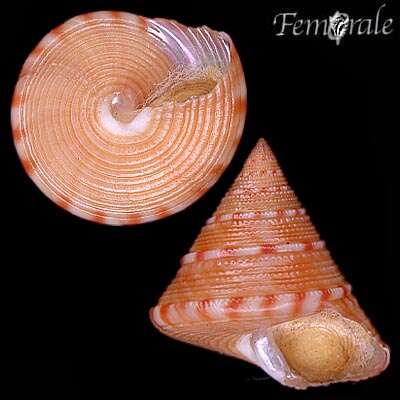 Image of Calliostoma Swainson 1840