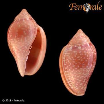 Image of Marginella Lamarck 1799