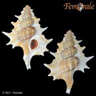 Image of triton shells