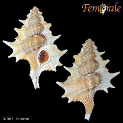 Image of triton shells