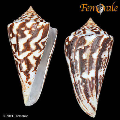 Image of Conasprella Thiele 1929