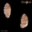 صورة <i>Gastrocopta armifera</i> (Say 1821)