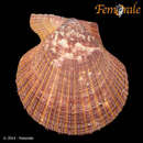 Image of austral scallop