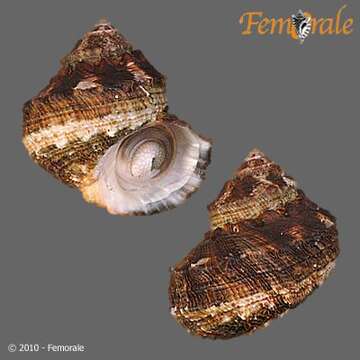 Image of turban snail