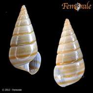 unclassified Gastropoda resmi