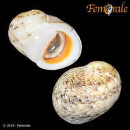 Image of <i>Nerita rumphii</i> Recluz 1841