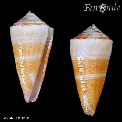 Image of Slender Cone