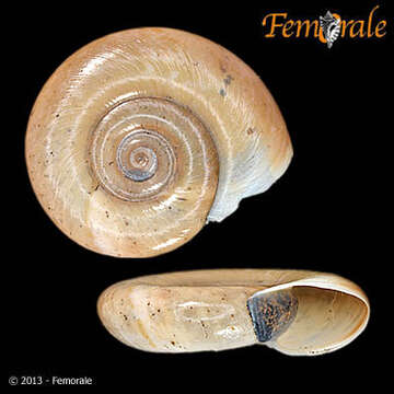 Image de Planorbidae