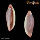 Image of <i>Simnia ilhabelensis</i> Fehse 2001