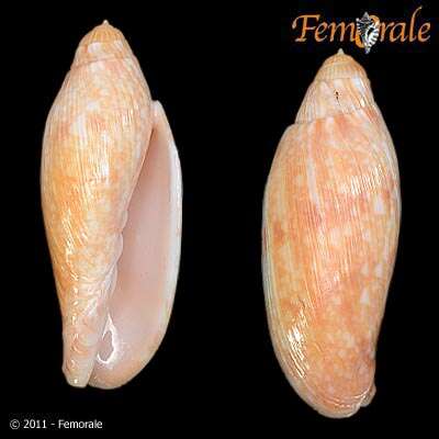 Image of Volutoconus Crosse 1871