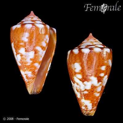 Image of Conus ziczac Megerle von Mühlfeld 1816