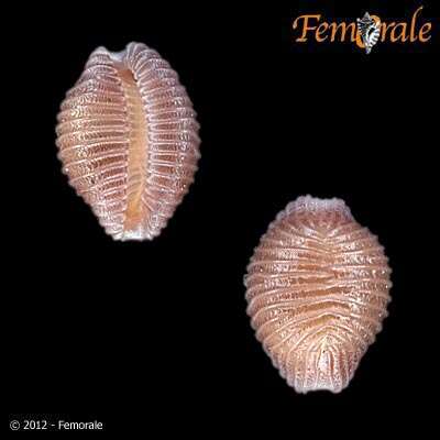 Image of Pseudopusula Fehse & Grego 2014