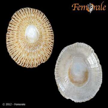 Image of Nacellidae Thiele 1891