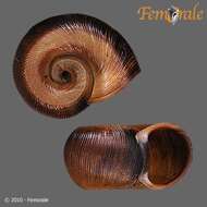 Image of ramshorn snails