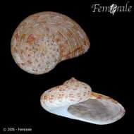 صورة Pseudostomatella Thiele 1924