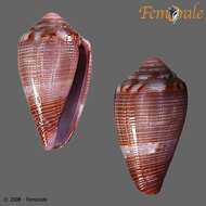 Image of Conus cuna Petuch 1998