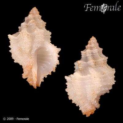 Image of Murex Snails and Allies