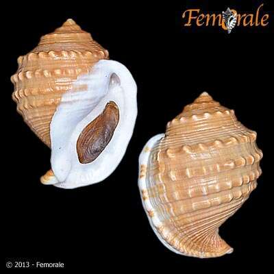 Image of helmet shells