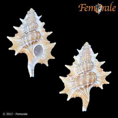 Image of triton shells