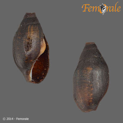 Image of Melanopsidae