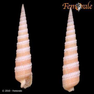 Image of Needle Whelks