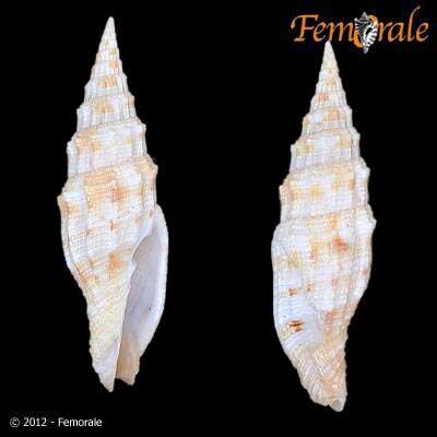 Image of Turbinelloidea Rafinesque 1815