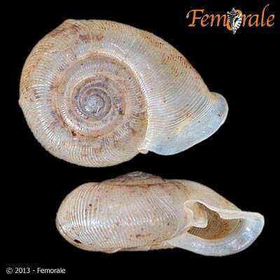 Слика од Streptaxoidea J. E. Gray 1860