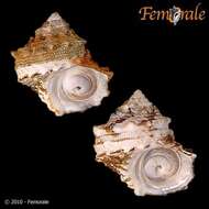 Image of turban snail