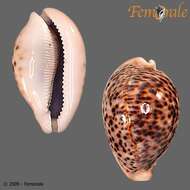 Image of cowrie