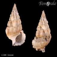 Image of Cerithium guinaicum Philippi 1849