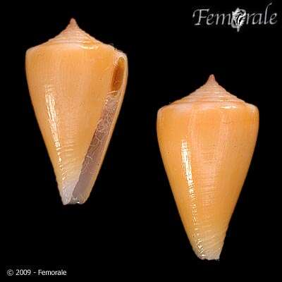 Image of Conus martensi E. A. Smith 1884