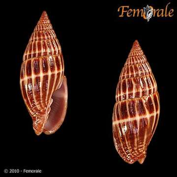 Image de Vexillum arracanensis (Sowerby 1874)