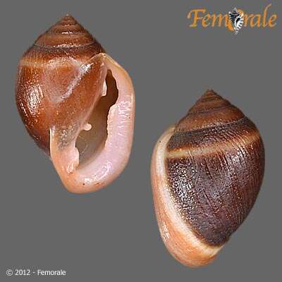 Image of Hollow-shelled, Ear-shaped, and Button Snails