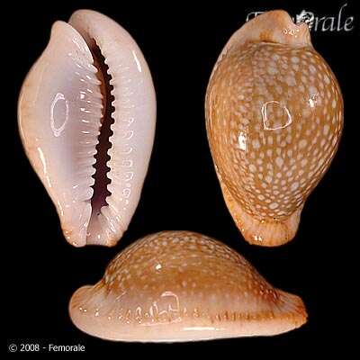 Image of Fuzzy cowrie shell