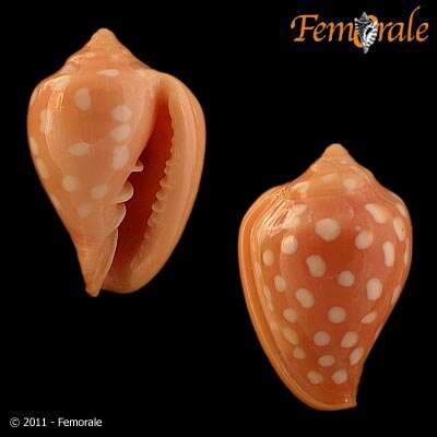 Image of Marginella Lamarck 1799