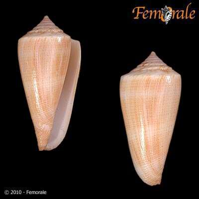 صورة Conus furvus Reeve 1843