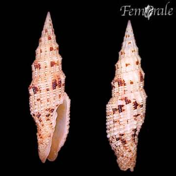 Image of Turbinelloidea Rafinesque 1815