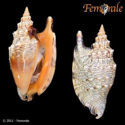 Image of Strombus Linnaeus 1758