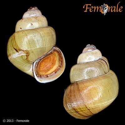 Image of river snails