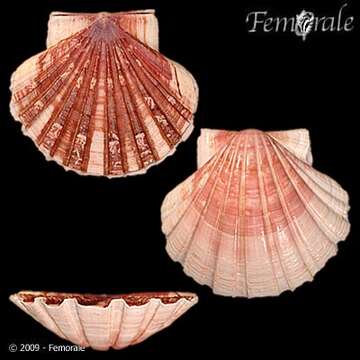 Image of Pecten O. F. Müller 1776