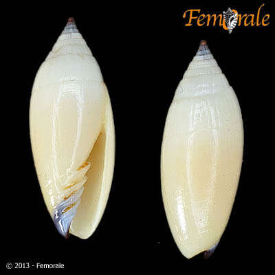 Sivun Scabricola Swainson 1840 kuva