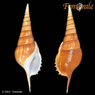 Rostellariidae Gabb 1868 resmi