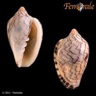 Image of Marginella Lamarck 1799