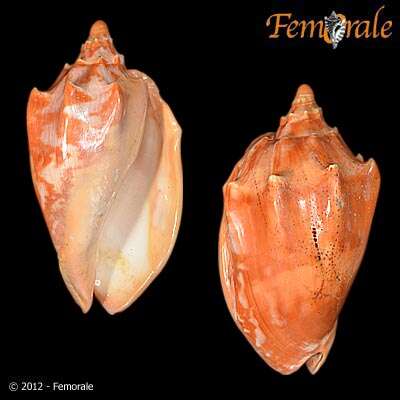 صورة Cymbiola Swainson 1831