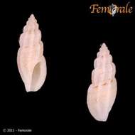 صورة Agathotoma Cossmann 1899