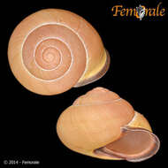 Image of Banded snails
