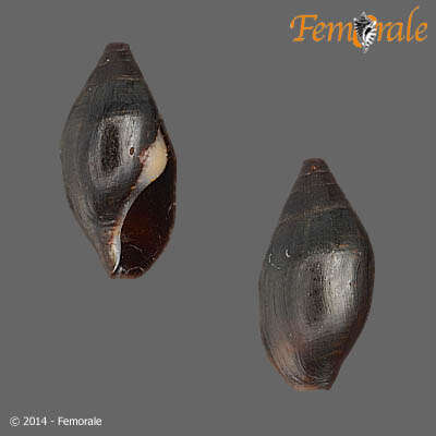 Image of Melanopsidae