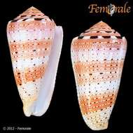 Image of cone snails