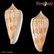 Image of cone snails