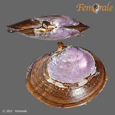 Image of Psammobiidae J. Fleming 1828